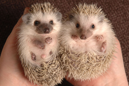 hedgehogs hedgehogs